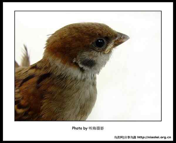 最让人起鸡皮疙瘩的鸟类宝宝