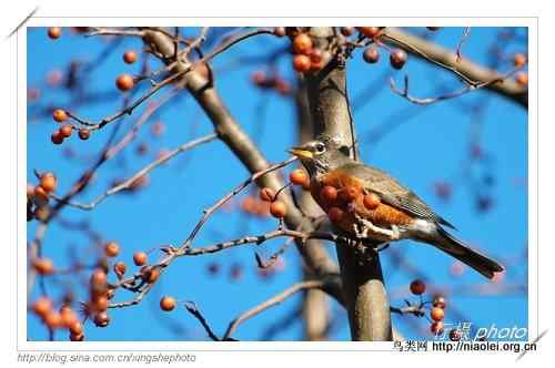 北美知更鸟, American Robin