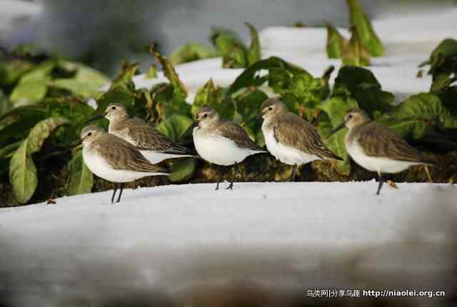 洞庭湖冰天雪地中的鸟类 洞庭湖冰天雪地中的鸟类