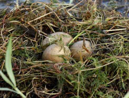 小鸊鷉Little Grebe