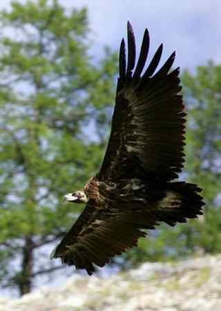 中国的秃鹫