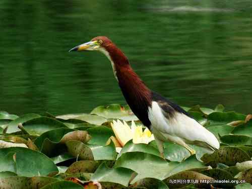 95张鸟儿嬉戏精品图集