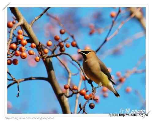 北美雪松太平鸟