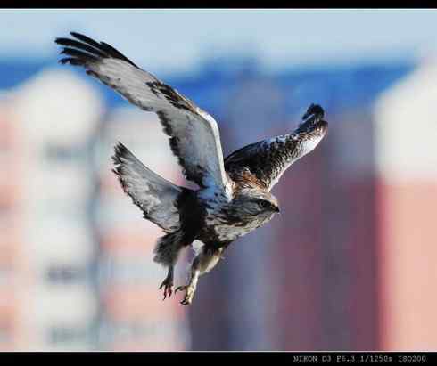 [组图]毛脚鵟的爪子