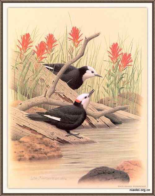 手绘画第6辑——美丽啄木鸟