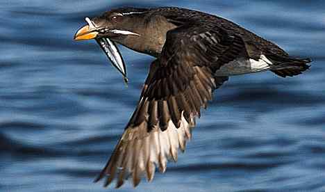 北海有鸟，其名海鹦，容颜绝丽，数量堪虞