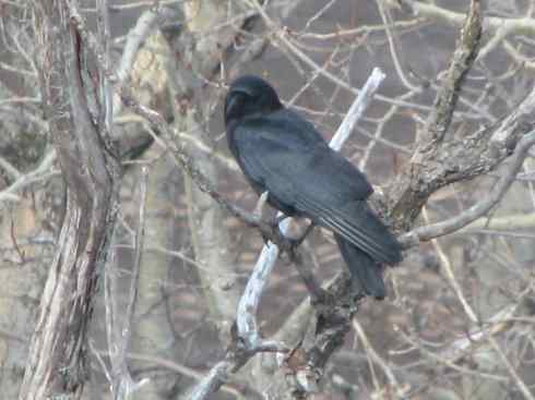 春眠不觉晓，处处闻啼鸟