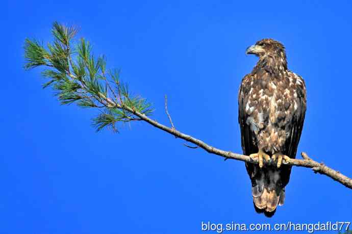 美国鸟类摄影——白头海雕亚成鸟（2）