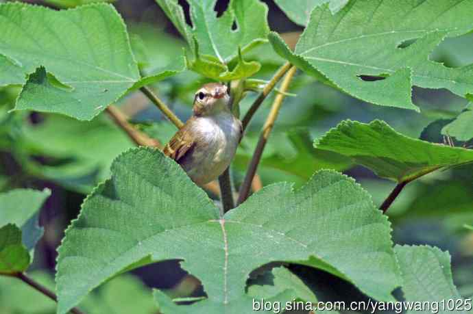 黄眉柳莺（24）