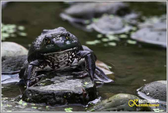 蛙中王者-牛蛙【照片】