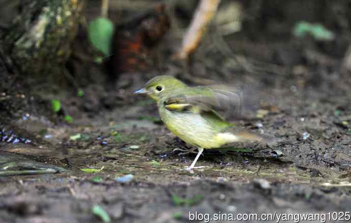 北京天坛公园的鸟类——雌性绿背姬鶲（11）
