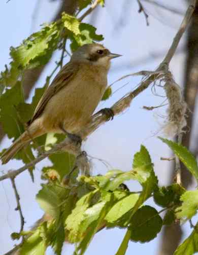 攀雀是怎样一嘴一爪的精细筑巢的