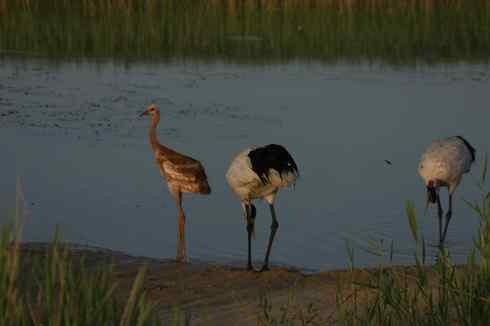 [组图]丹顶鹤三口之家