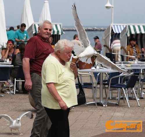 [组图]海鸥爱吃冰淇淋