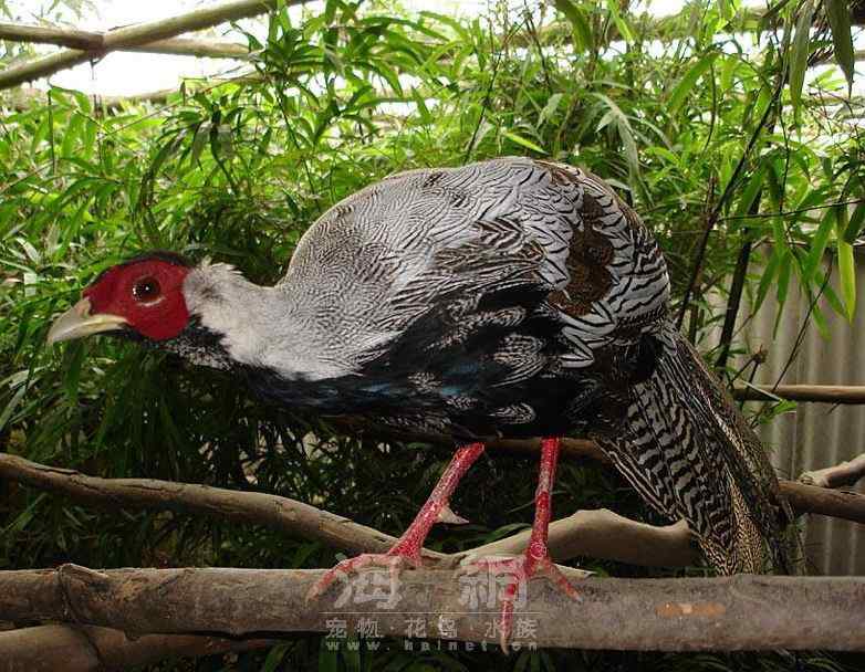 世界著名鸟类——鸡形目