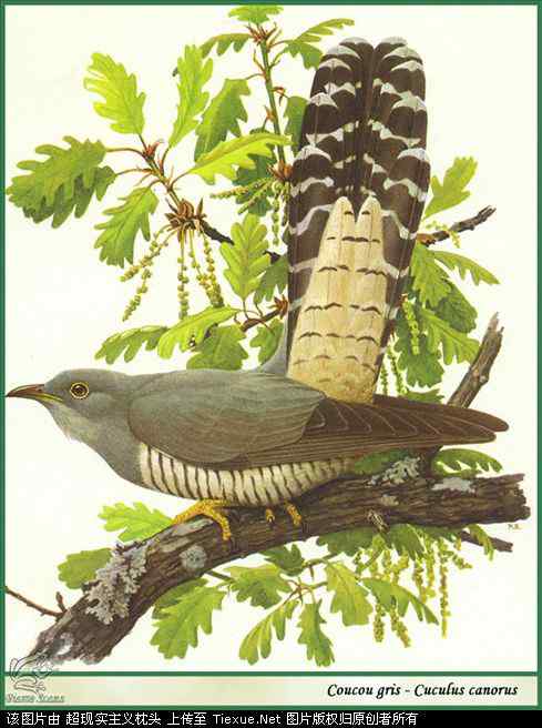 手绘画第5辑——猛禽和啄木鸟