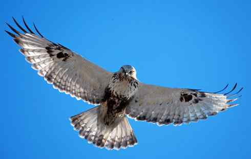 如何识别飞行的毛脚鵟