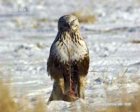 鵟的百变羽色——浅棕型
