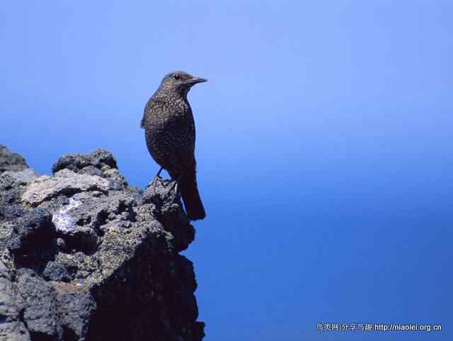 鹤类、水鸟精美摄影壁纸欣赏