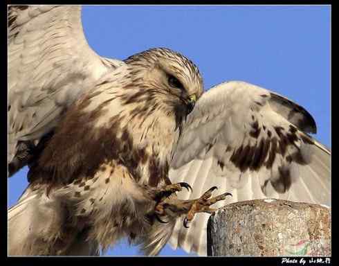 [组图]毛脚鵟的爪子