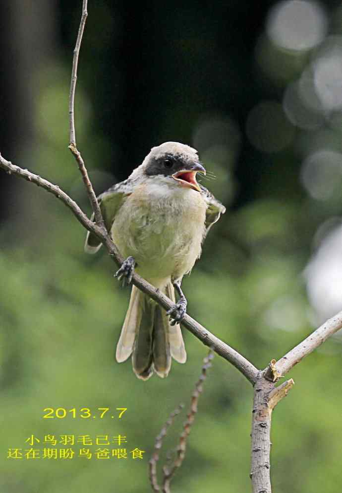 207.小伯劳成长记（3）亲鸟育儿篇