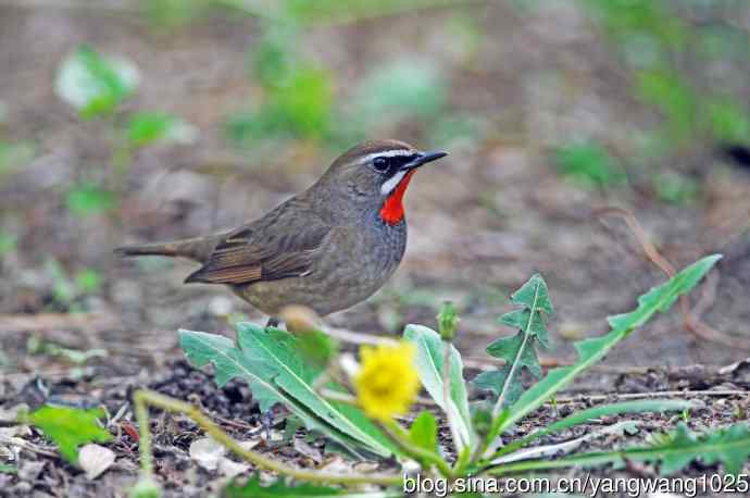红喉歌鸲(11) 红喉歌鸲(11)