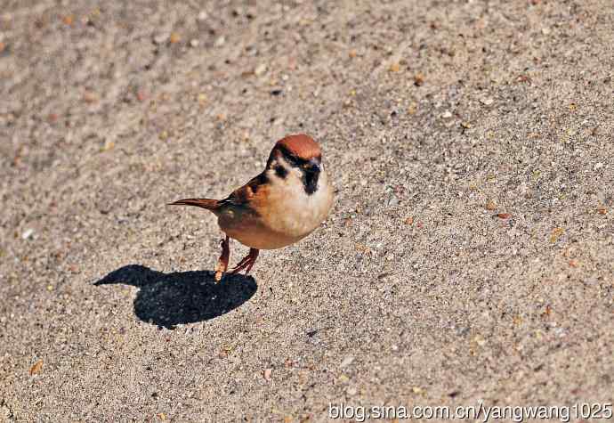候鸟已过境，麻雀来当家