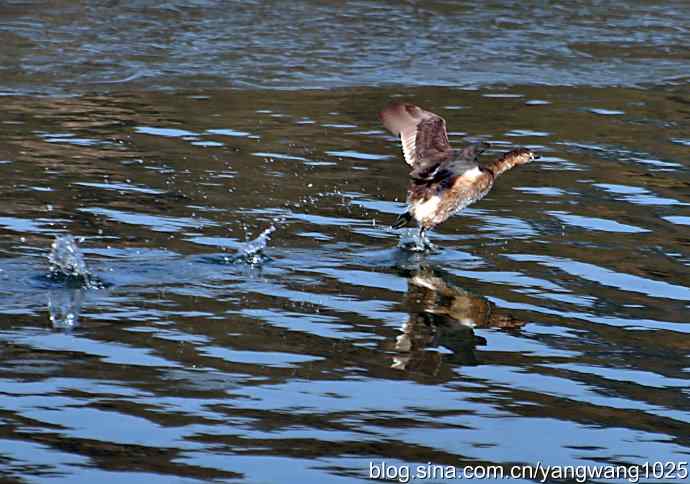 颐和园的收获（小PT）