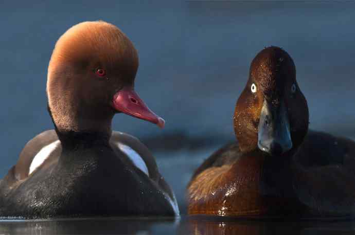 红眼横行，偶尔翻两下白眼