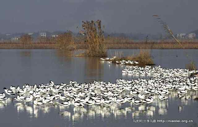 洞庭湖的冬候鸟——反嘴鹬