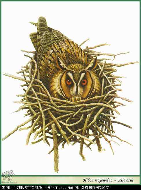 手绘画第5辑——猛禽和啄木鸟