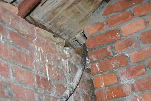 纵纹腹小鸮 VS 猛鸮