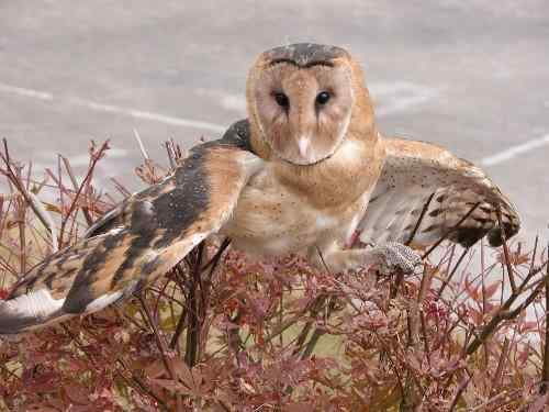 猴面鹰的恐怖叫声