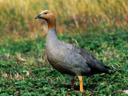 欣赏:美丽的草雁 欣赏:美丽的草雁