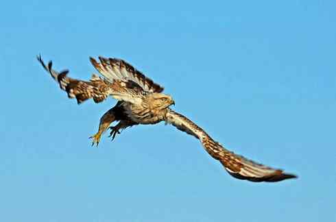 [组图]毛脚鵟的爪子