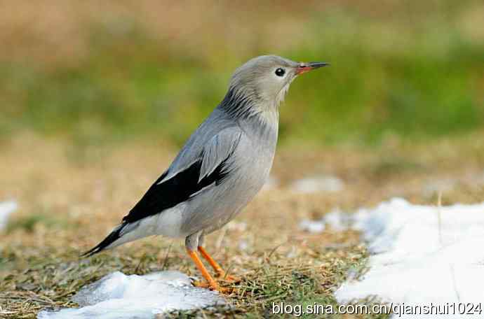 新拍小丝光椋鸟(天坛)