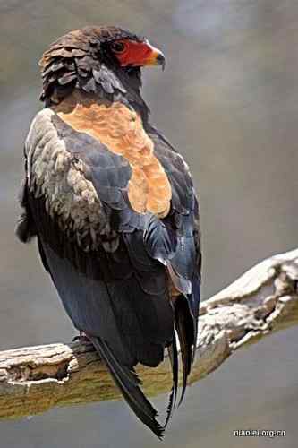 鹰类雕类猛禽图片大全