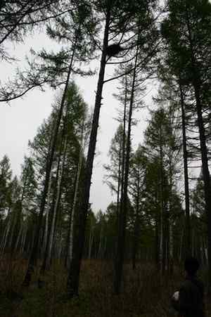 图说乌林枭的栖息环境