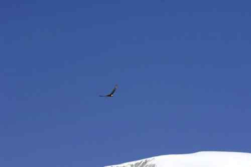 胡兀鹫的家园——青藏高原
