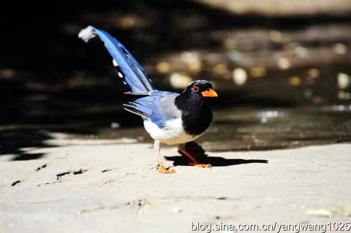 红嘴蓝鹊（2）