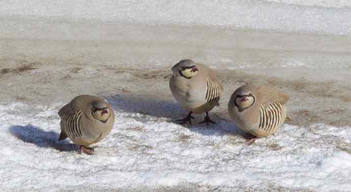 涧底有鸡鸣 wbr石上意踟躇