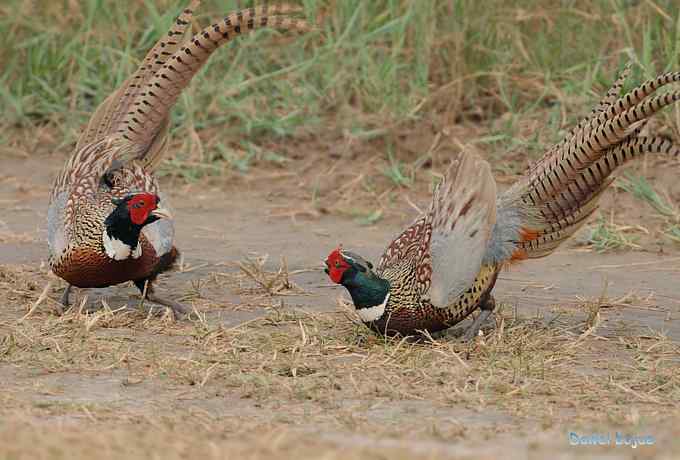 雄风大雉争欢斗勇