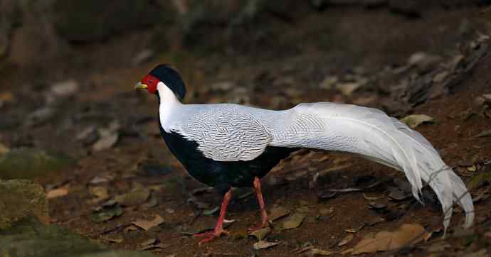 鹇鹭之洁---白鹇