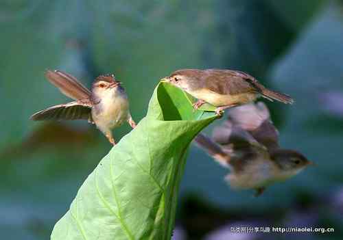 95张鸟儿嬉戏精品图集