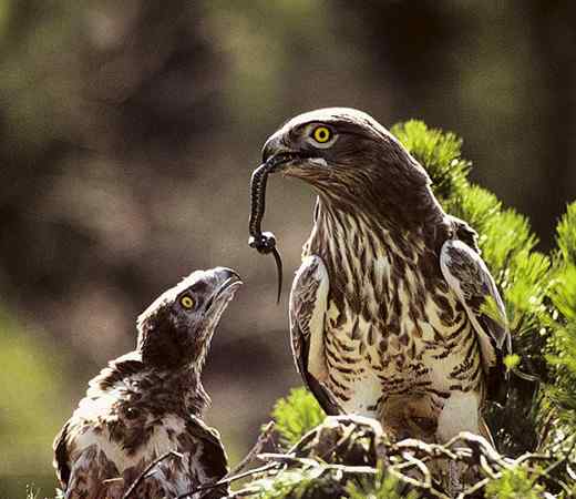 吃蛇的猛禽蛇雕——短趾雕