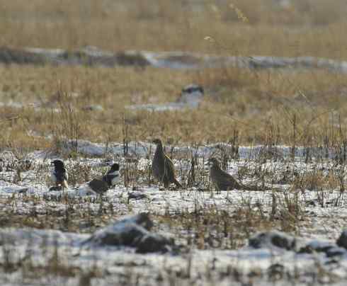 林甸的冬天——冰天雪地的鸟儿