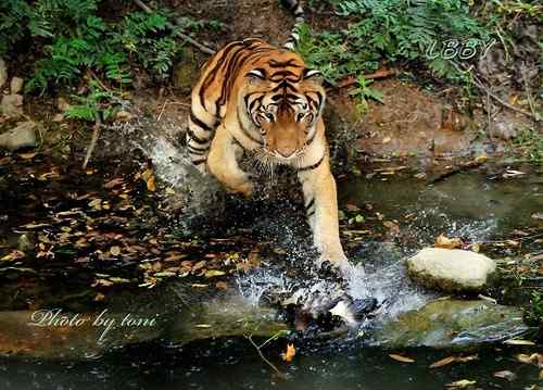 【多图】老虎捕食鸭子！