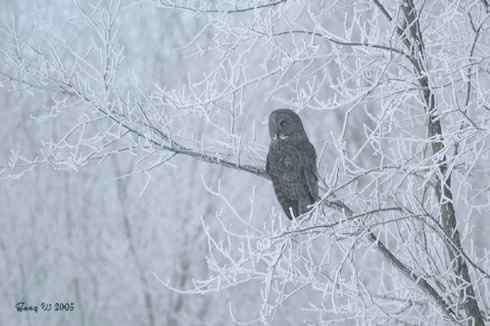 乌林鸮居住的环境 乌林鸮居住的环境