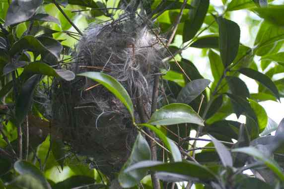 文殊院的白头鹎