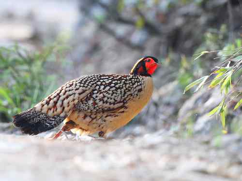 雨中的黄腹角雉